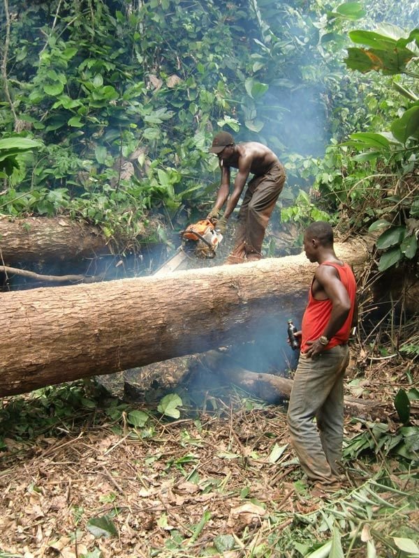 Cutting the fallen tree cleared the path
