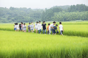 Walking together in a paddy rice field