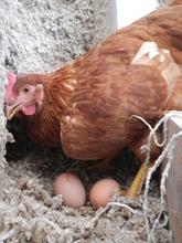 The chickens are ready for a new season!