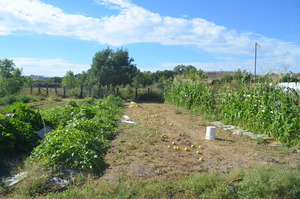 A sunny day at Solar Warrior Farm
