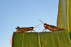 Lots of life at Solar Warrior Farm