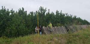 Highest trees have grown into more than 4-m high.