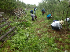 After volunteer work - vines removed