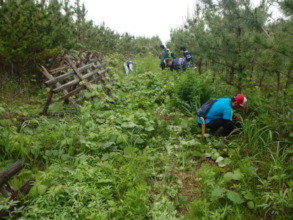 Site before volunteer work-full of parasitic vines