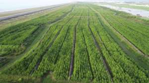 Aerial view of our project site.