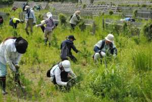 Constant weeding crucial to seedlings` survival