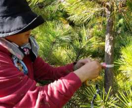 Diameter is measured at 120 cm from the ground
