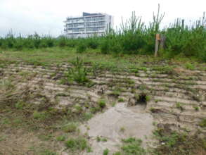 fox`s burrow at our project site.