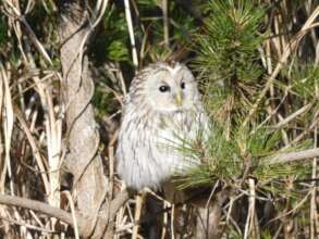 Owl spotted in Natori Coastal Forest. January 2025