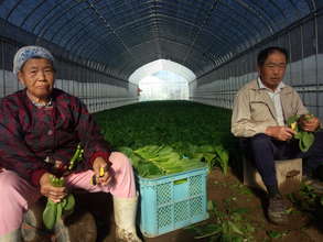 The local farmers are now growing vegetables.