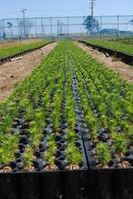 Potted Black Pine Seedlings