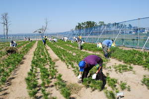 Preparing the seedlings for winter