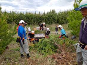 Loading of cut trees on the dump truck.