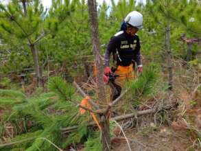 Selective cutting of black pines