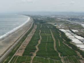 Natori City's revived Coastal Forest. May 2025