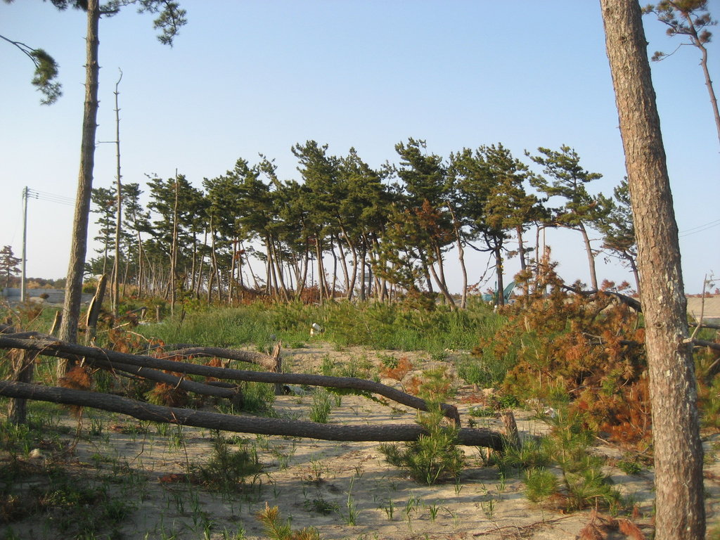 Restore 100 Hectares of the Miyagi Coastal Forest