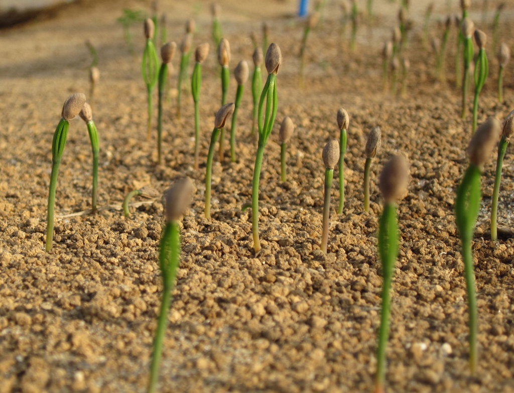 Restore 100 Hectares of the Miyagi Coastal Forest