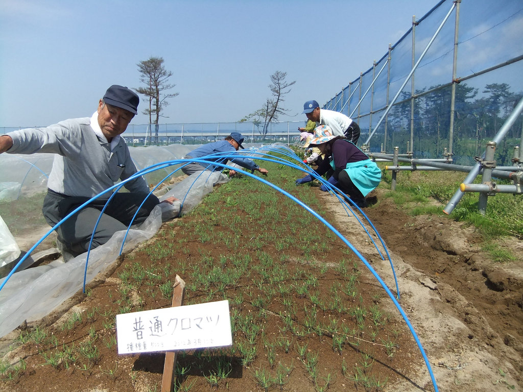 Restore 100 Hectares of the Miyagi Coastal Forest