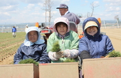 Restore 100 Hectares of the Miyagi Coastal Forest