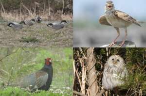 Many animals, especially birds, have returned.