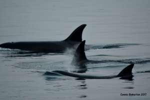 Transients, Bainbridge, Sept. 16, Connie Bickerton