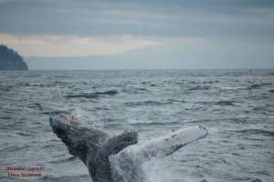 Humpback with gill netting, Oct.6th,Howard Garrett