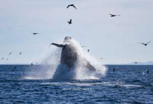 Humpback breach "Two Spot", Oct. 15, Janine Harles