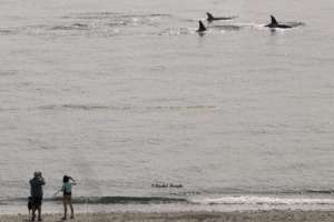 Transients near Ft. Casey, Aug. 14, Rachel Haight