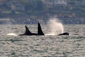 L pod off Whidbey Isl, Sept. 19, Dick Snowberger