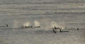 J & L pods, Whidbey Island, Sept. 19, Susan Berta