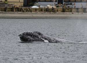 Gray whale #22 surfacing, photo by Jill Hein