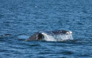 Gray whale #383, by Susan Berta