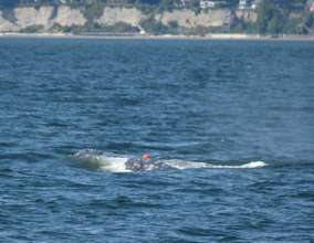 Gray whale #22, with red suction cup tag attached