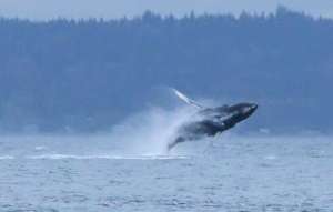 Humpback whale breaching, Rebeca Rambal, Oct. 29
