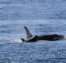 New calf J50 with J16, photo by Jill Hein