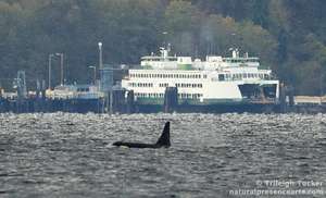 Orcas & Seattle Ferry, Nov. 22, by Trileigh Tucker
