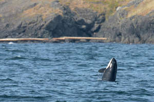 J51 in a playful pose,photo by Sara Hysong-Shimazu
