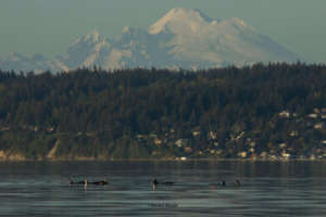J17 &22s Saratoga Passage/Mt Baker, Rachel Haight