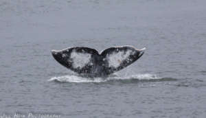 Gray #49 Patch fluke So of Hat Island by Jill Hein