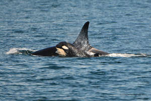 Calf L121 with mom L94, photo by Connie Bickerton