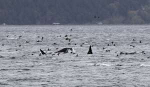 J pod & scoters, Saratoga Psg, Apr. 7th, Jill Hein