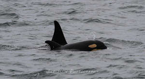 Calf J52 and J36, photo by Jill Hein, Orca Network
