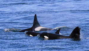 Transient orcas, photo by Jill Hein