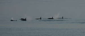 Orcas in Resting Line, Whidbey Island, Susan Berta