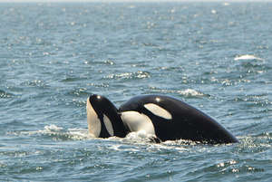 Transient Orca T65A5, photo by Connie Bickerton