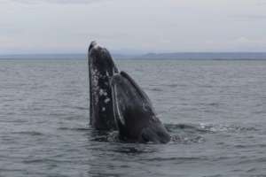 Gray whale mom & calf snuggle - Baja; Cindy Hansen