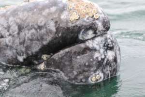 Curious Gray whale in Baja, by Jill Hein