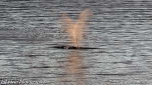 Heart shaped Gray whale spout, by Jill Hein