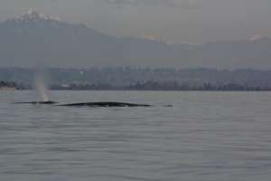 Two Gray whales & Cascade Mountains, R Snowberger