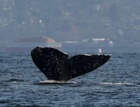 Gray whale #531 off Everett, WA; R.Snowberger